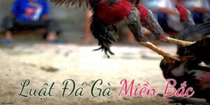 Luật chơi đá gà dành cho người mới 