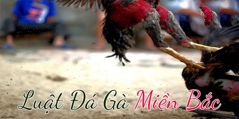 Luật chơi đá gà dành cho người mới 